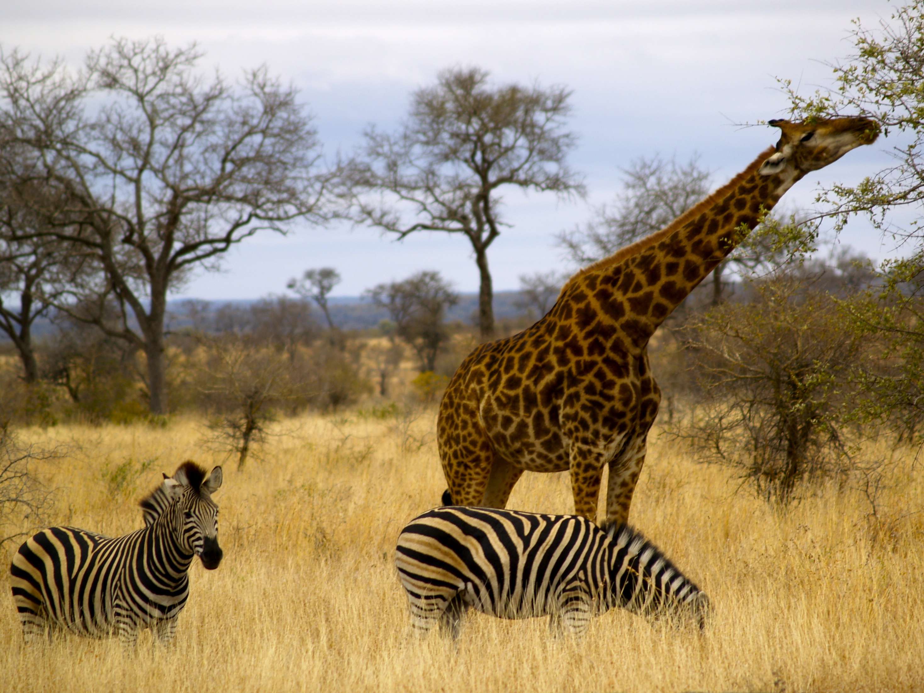 18 días en Sudáfrica - Blogs of South Africa - Safari en el Kruger (2)