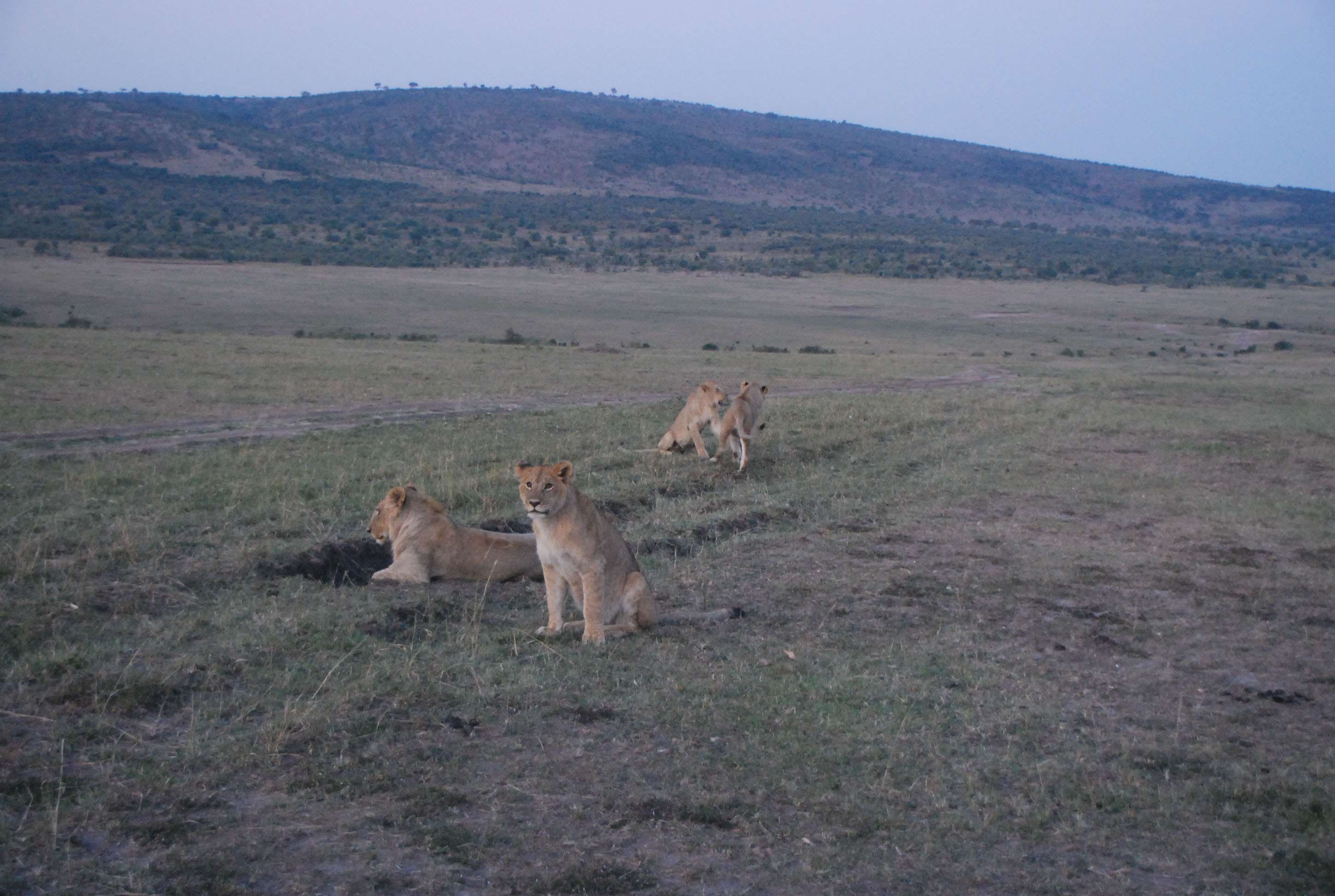 Regreso al Mara - Kenia - Blogs de Kenia - Un montón de leones y un poquito de porno (1)